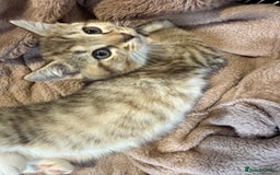 British Shorthair cats for sale: Kittens ready to leave  - Image 5