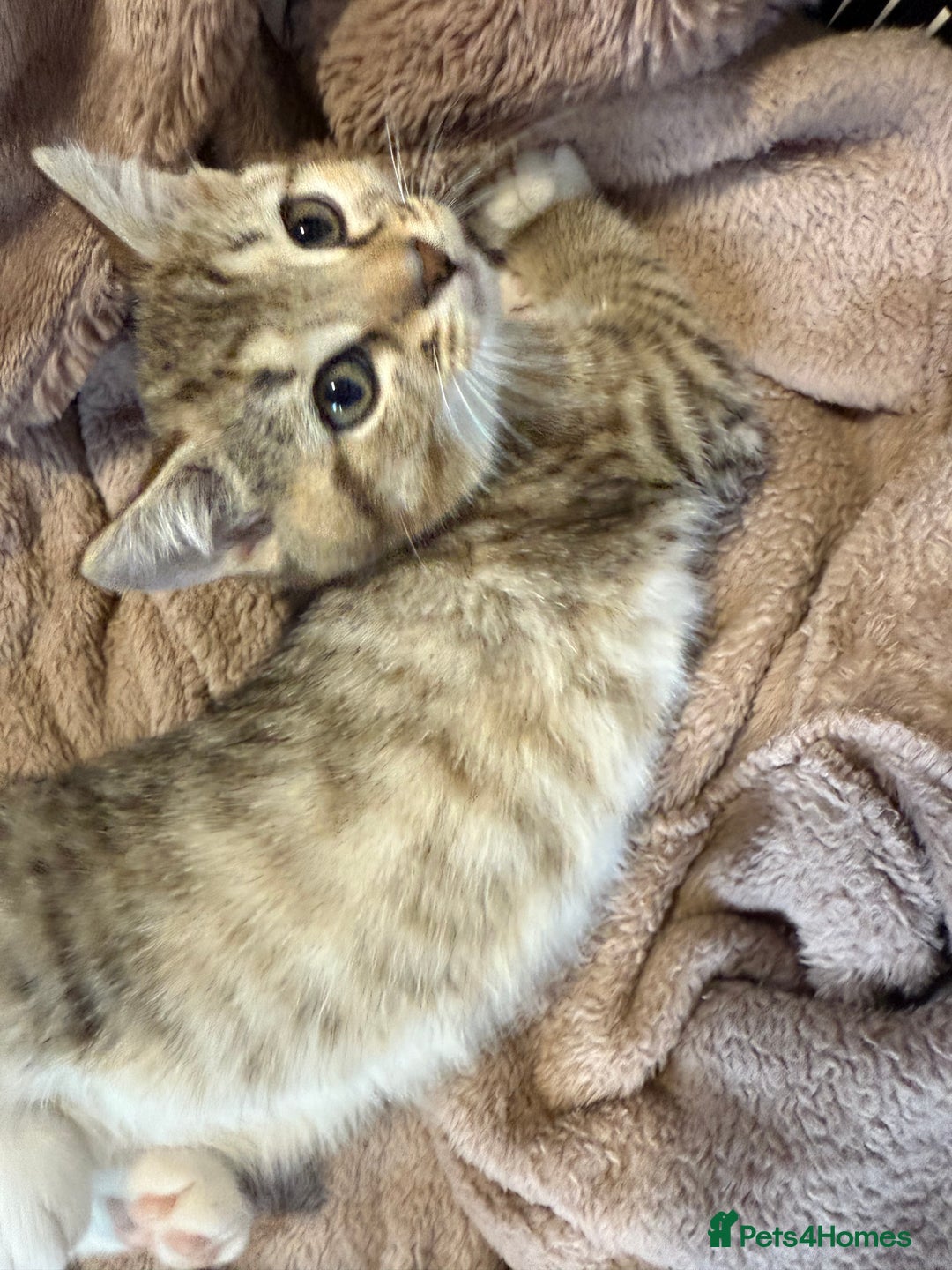 British Shorthair cats for sale: Kittens ready to leave  - Image 5