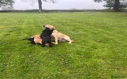 Labrador Retriever dogs for sale: Handsome Labrador Puppies - Image 5