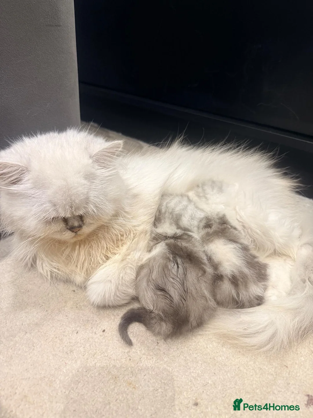 Mixed Breed cats for sale: Adorable Chinchilla Cross Kittens - 4 Available - Advert 5