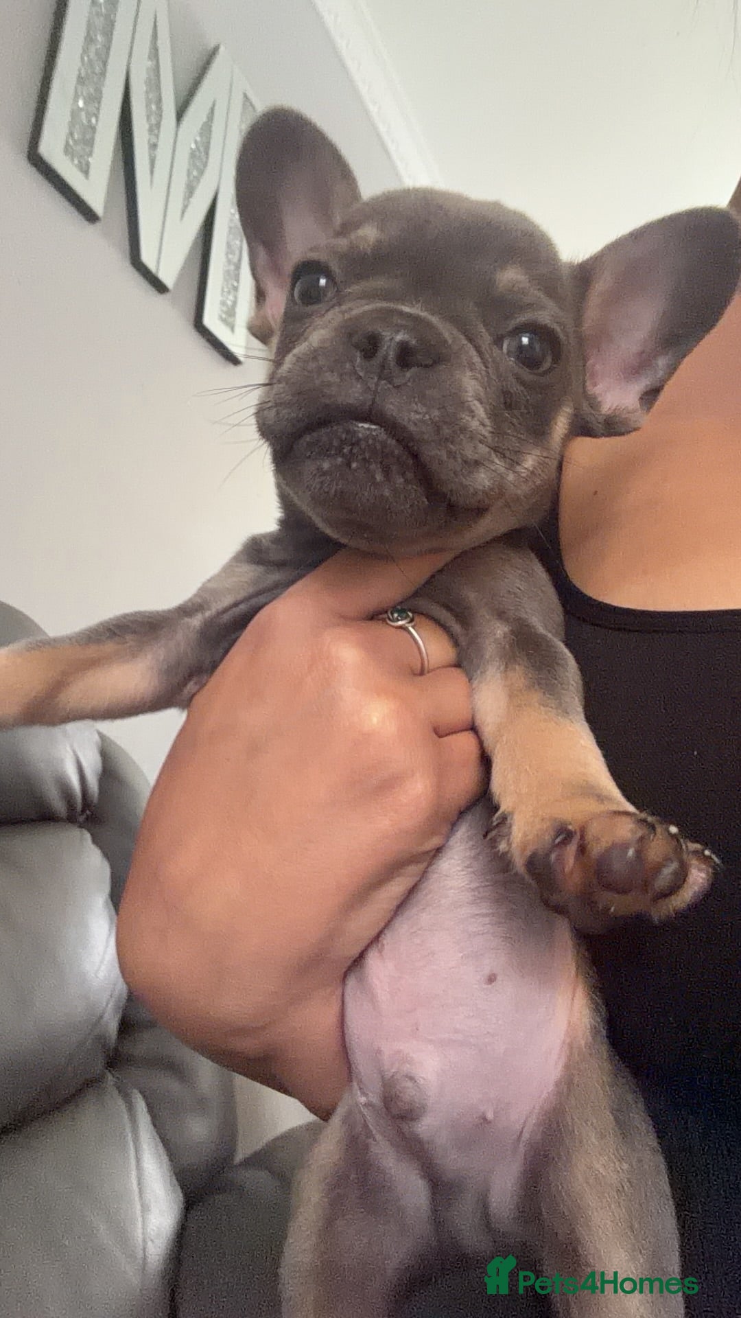French Bulldog dogs French bulldog puppy - Advert 1