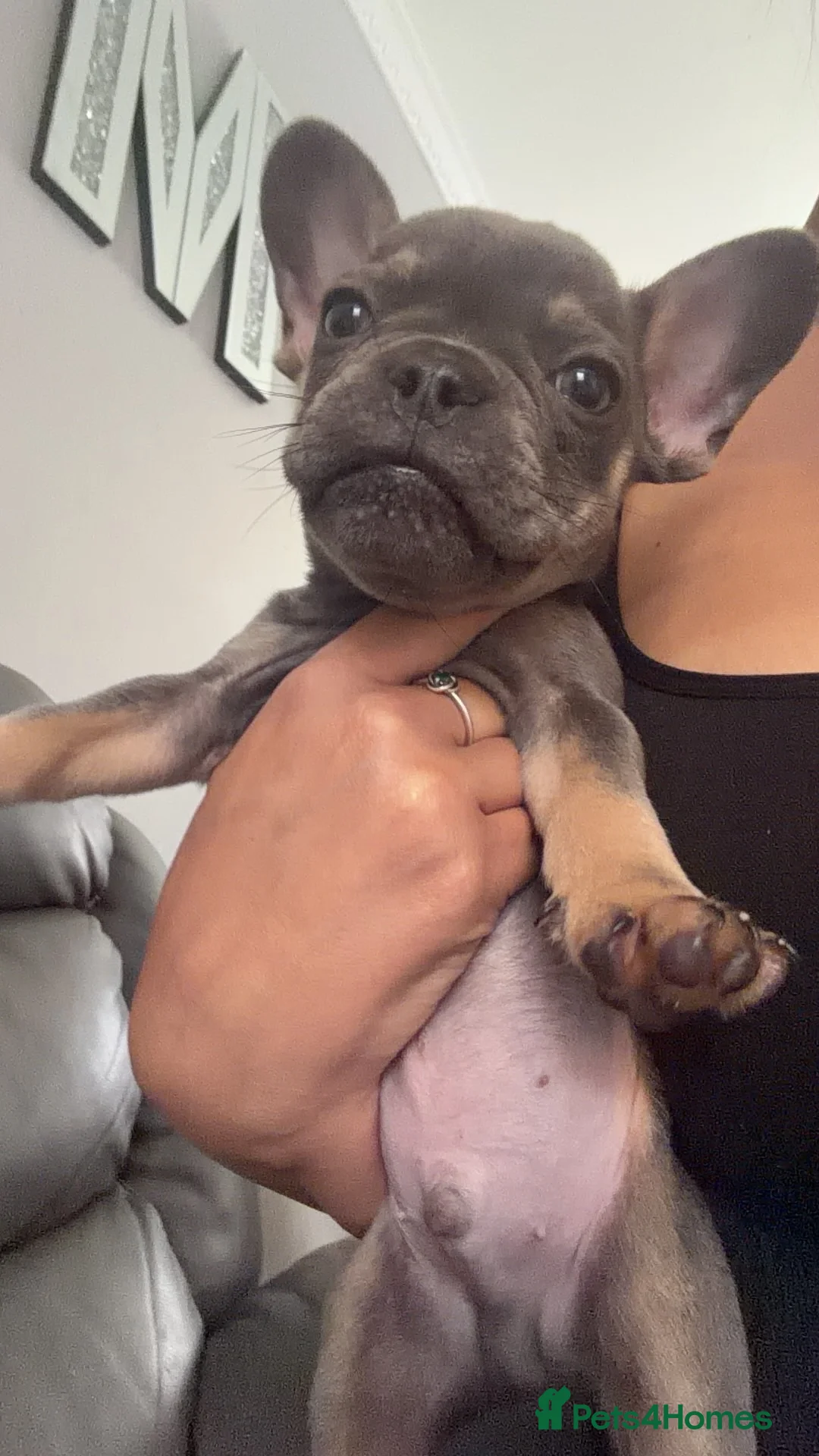 French Bulldog dogs for sale: French bulldog puppy - Advert 1
