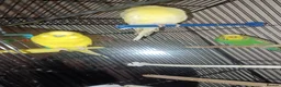 Budgerigars birds for sale: Bugdies for sale in Halifax - Advert 1