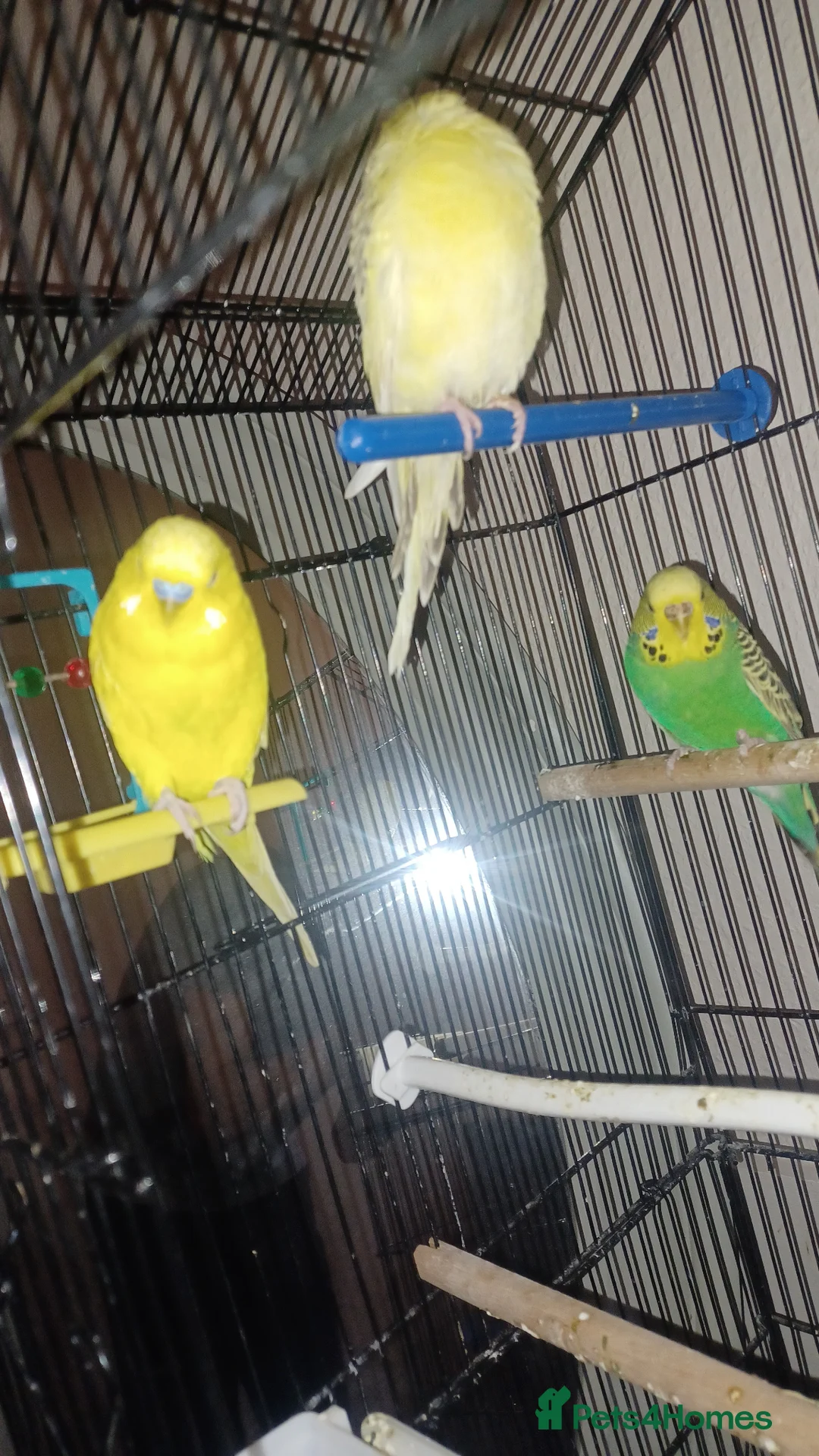 Budgerigars birds for sale: Bugdies for sale in Halifax - Advert 1