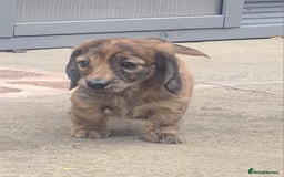 Miniature Dachshund dogs for sale: Miniature Longhaired Dachshund Puppies  - Image 10