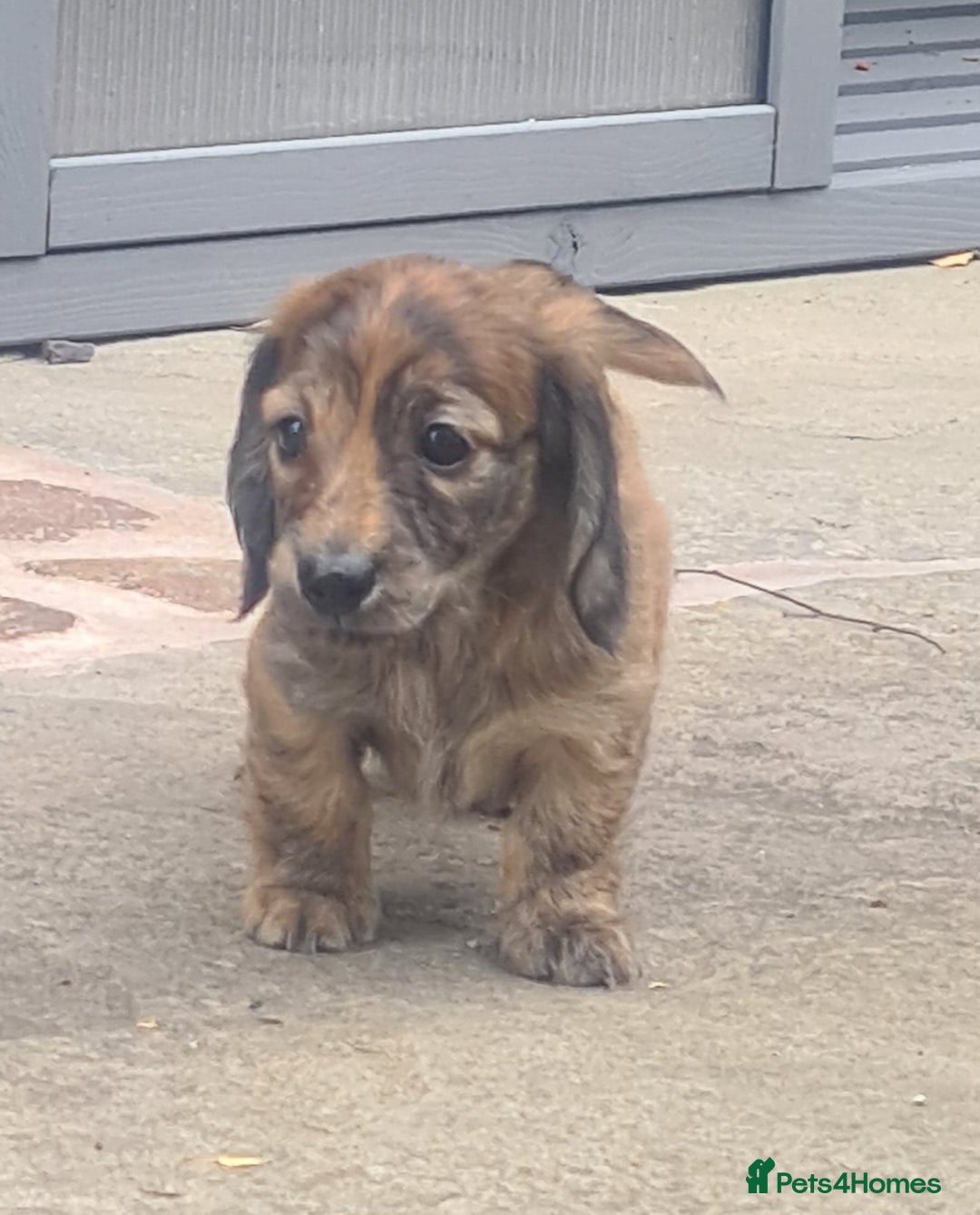 Miniature Dachshund dogs for sale: Miniature Longhaired Dachshund Puppies  - Image 10