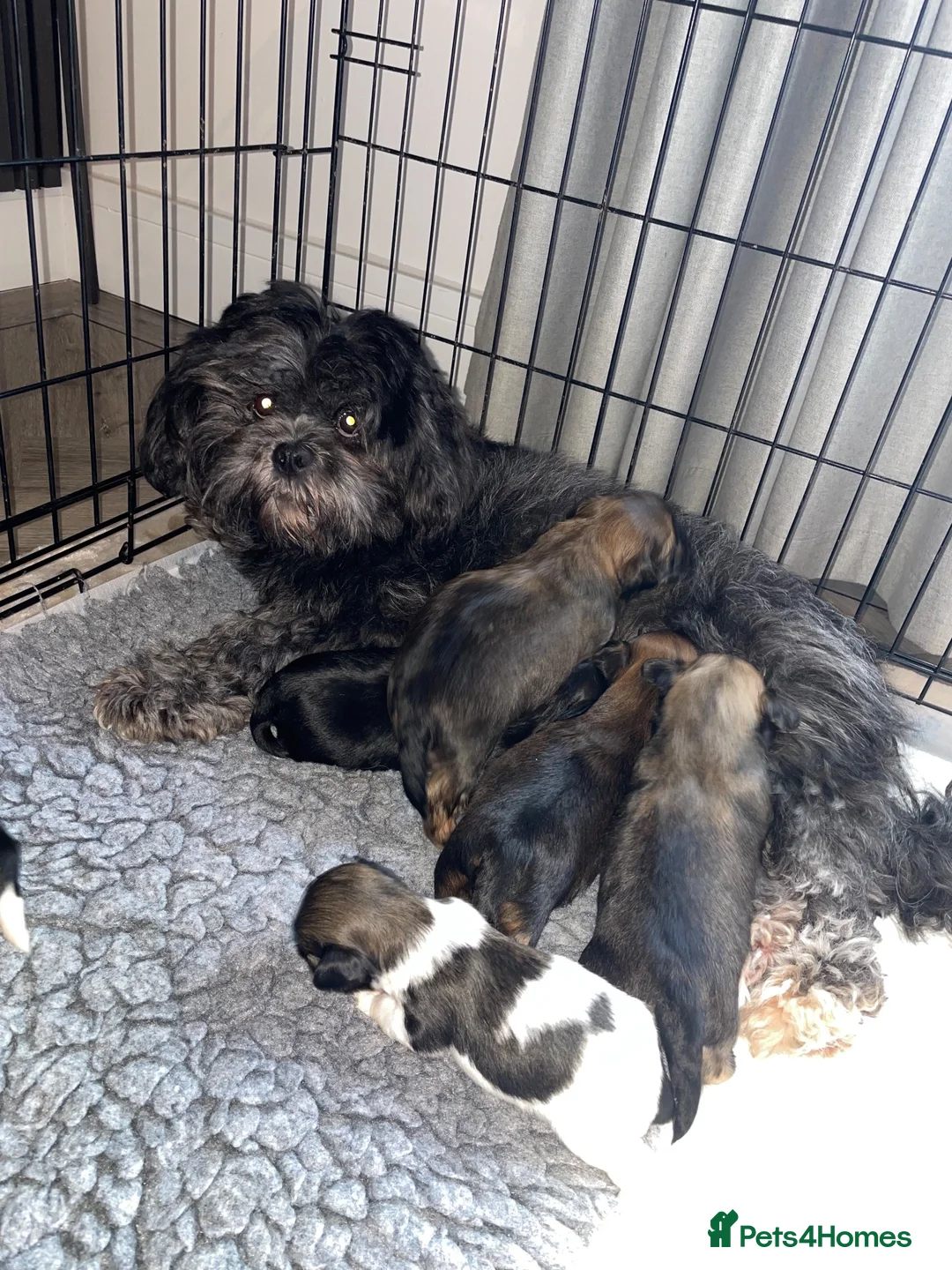 Lhasa Apso dogs for sale: Stunning Lhasa Apso Puppies for Sale  - Advert 1