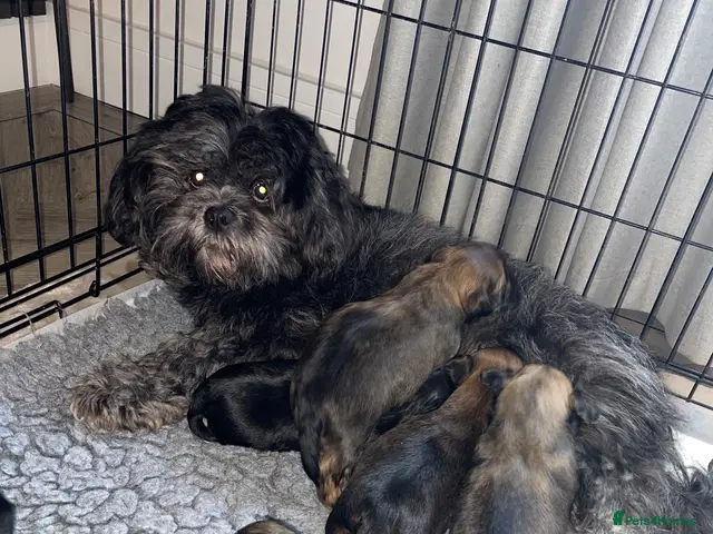 Lhasa Apso dogs for sale: Stunning Lhasa Apso Puppies for Sale - Advert 1