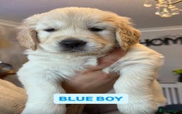 Golden Retriever dogs for sale: 7 gorgeous Golden Retriever puppies for sale - Image 8