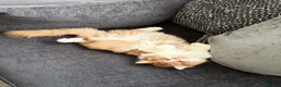 British Longhair cats for stud: Champion line BLH stud - Advert 4