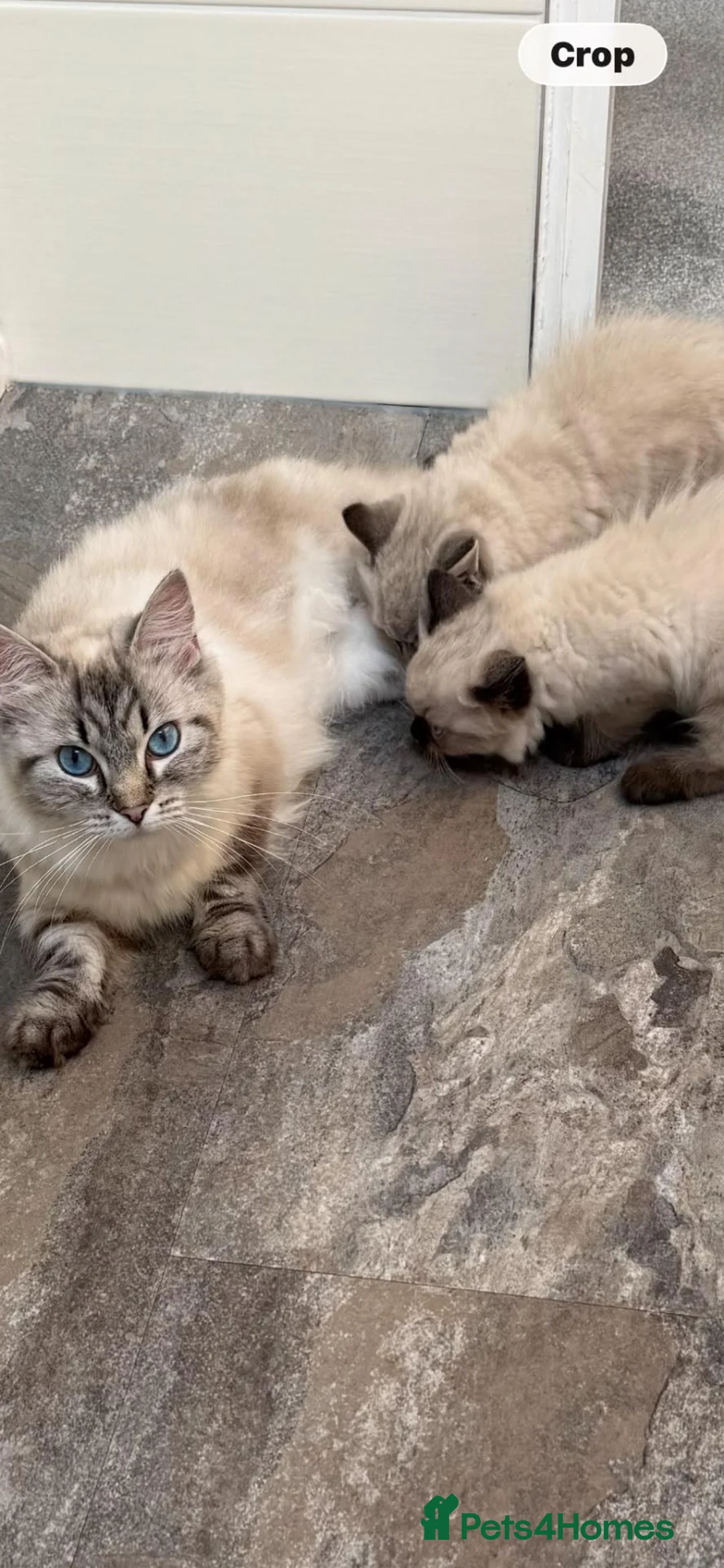 Ragdoll cats for sale: Beautiful Ragdoll Kittens  - Advert 2
