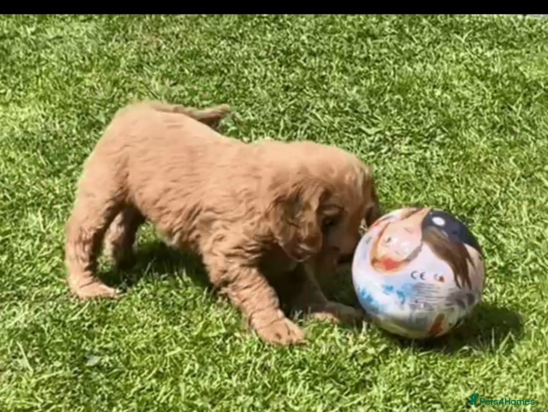 Cockapoo dogs for sale: READY NOW !! ONLY 3 COCKERPOO PUPPIES LEFT !!! in Alfreton - Image 31