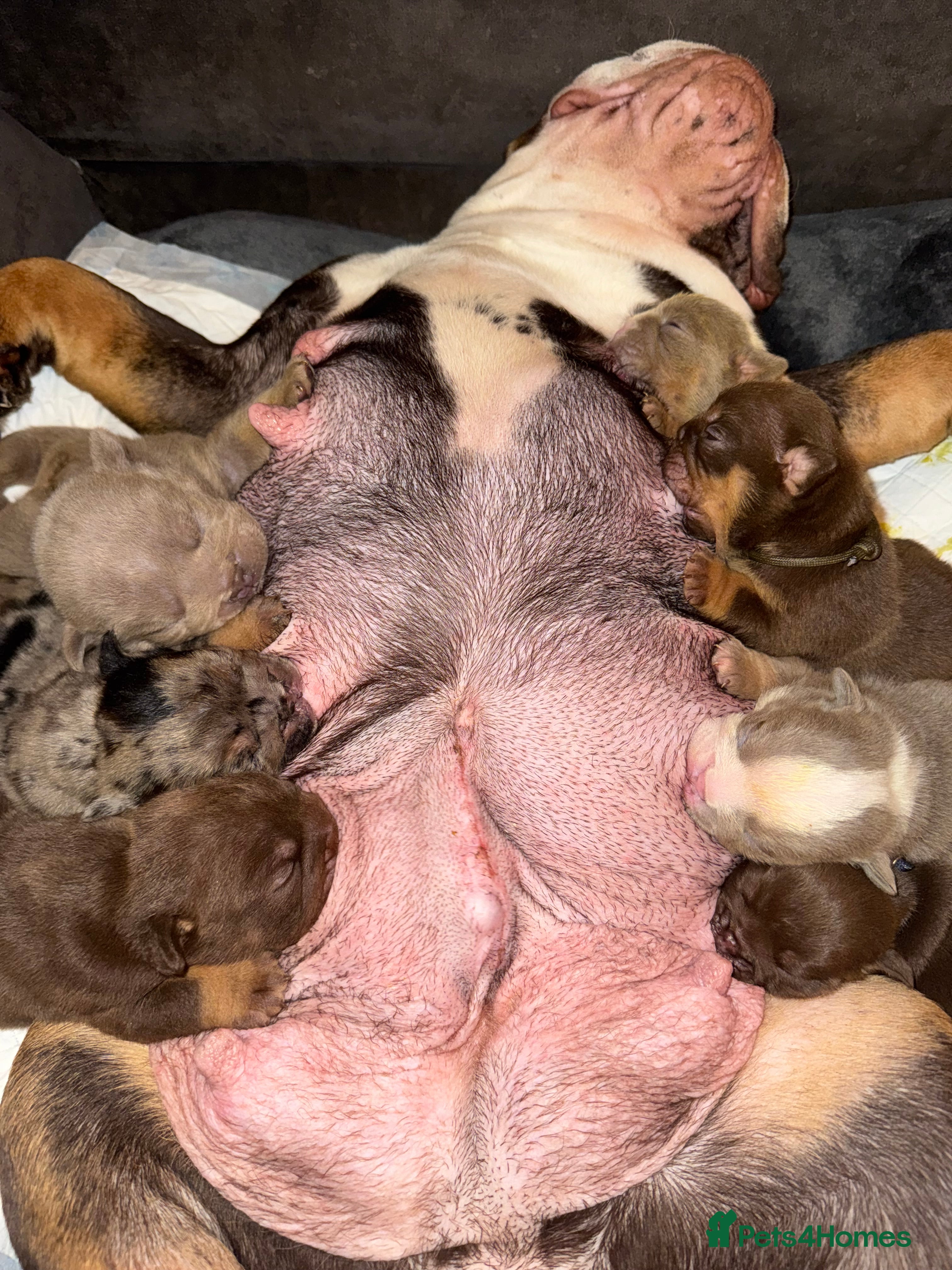 English Bulldog dogs Bettie X Sorento son of 007 ! - Advert 2