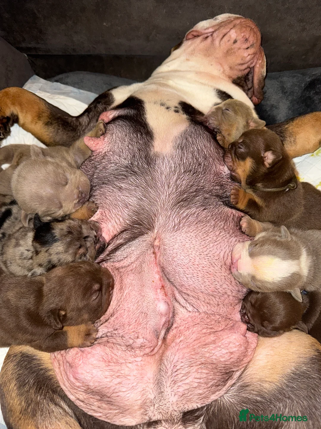 English Bulldog dogs for sale: Bettie X Sorento son of 007 ! - Advert 1