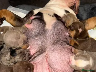 English Bulldog dogs Bettie X Sorento son of 007 ! - Advert 1