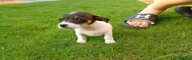 Jack Russell 3