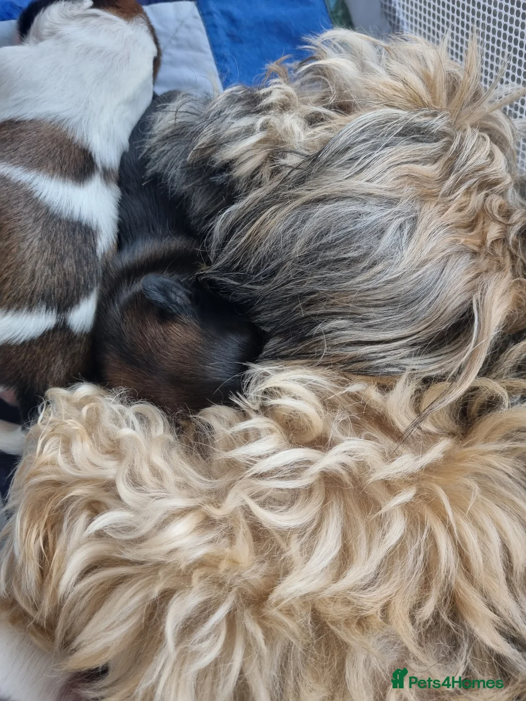 Shih Tzu dogs for sale: Shih tzu puppies for sale - Advert 2