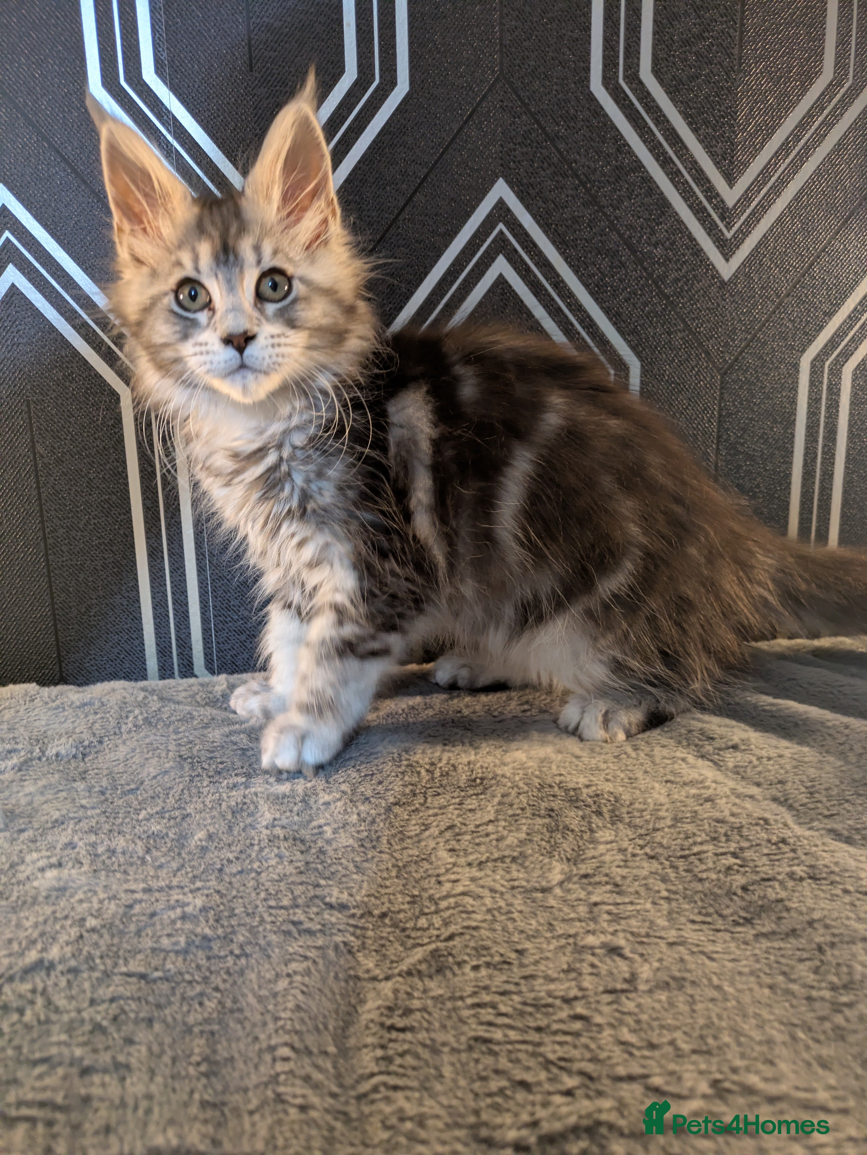 Maine Coon cats Tica registered READY NOW !!Pedigree Maine coons  - Advert 1