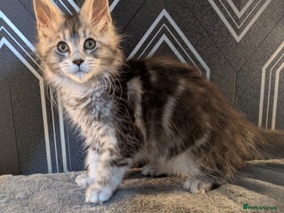 Maine Coon cats Pedigree Maine coons ready 17/11/25 - Advert 5