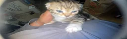 Savannah cats for sale: 5 Beautiful Kittens For SALE - Advert 12