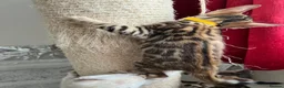 Bengal cats for sale: TICA Registered Bengal Kittens - Advert 31