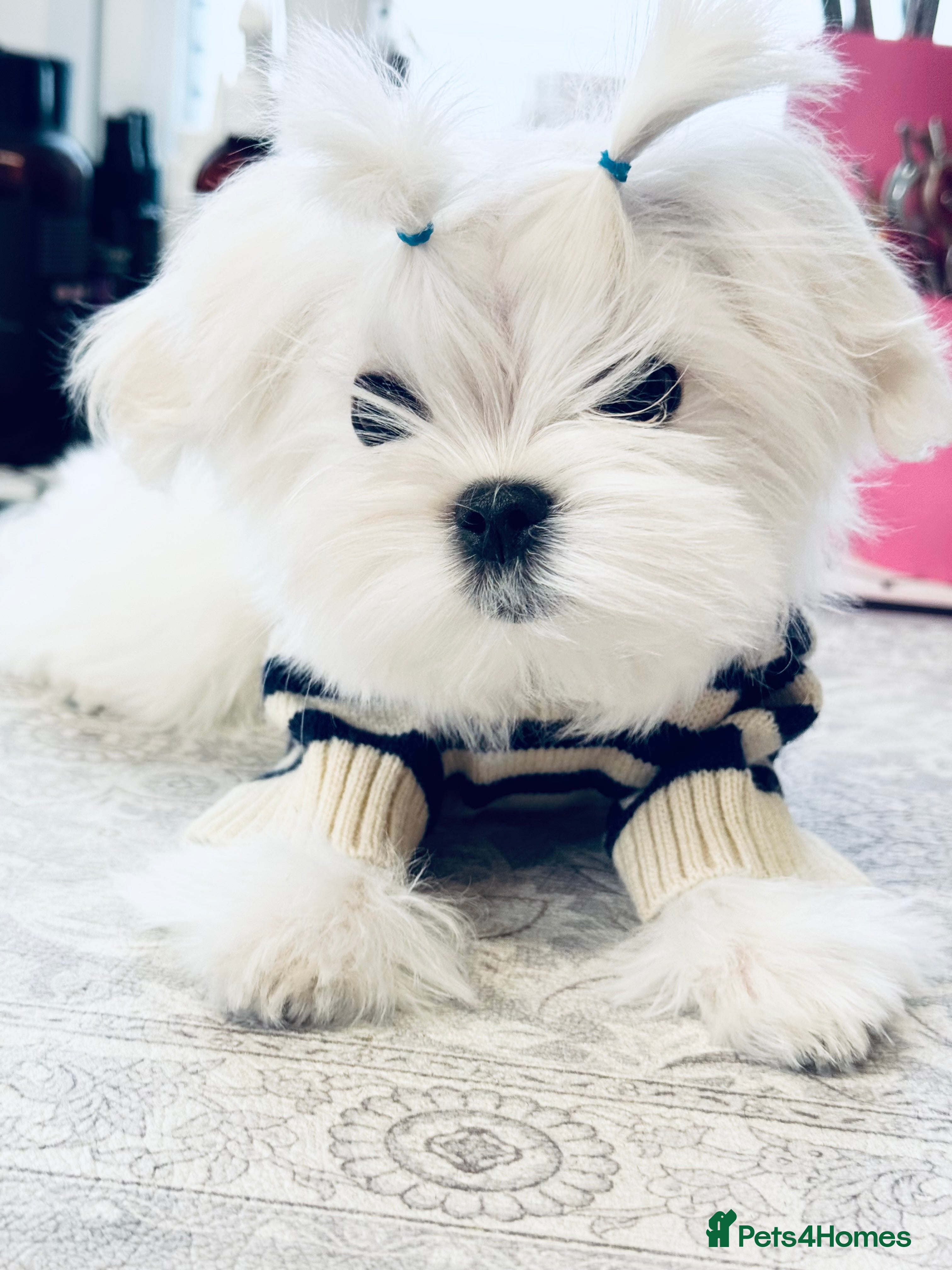 Maltese dogs Outstanding Quality Tiny  Maltese  - Advert 2