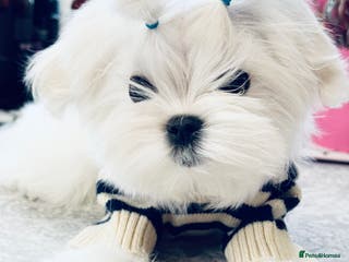 Maltese dogs Outstanding Quality Tiny Maltese - Advert 2