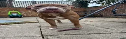 Mixed Breed dogs for sale: Staff cross re homing  - Advert 2