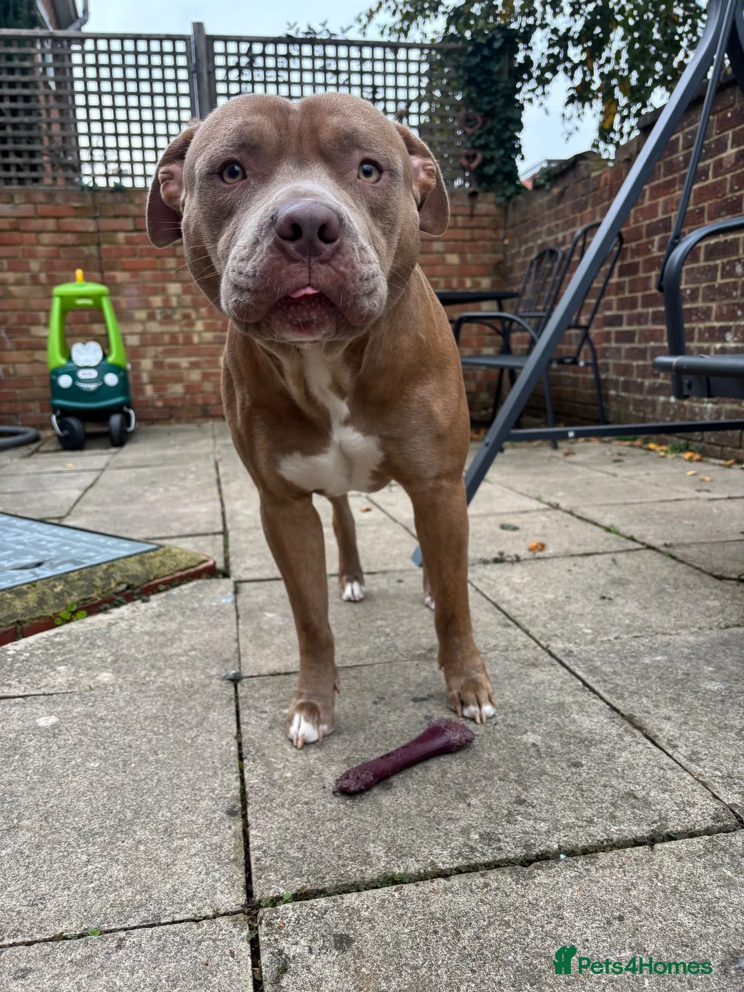 Mixed Breed dogs for sale: Staff cross re homing  - Advert 2
