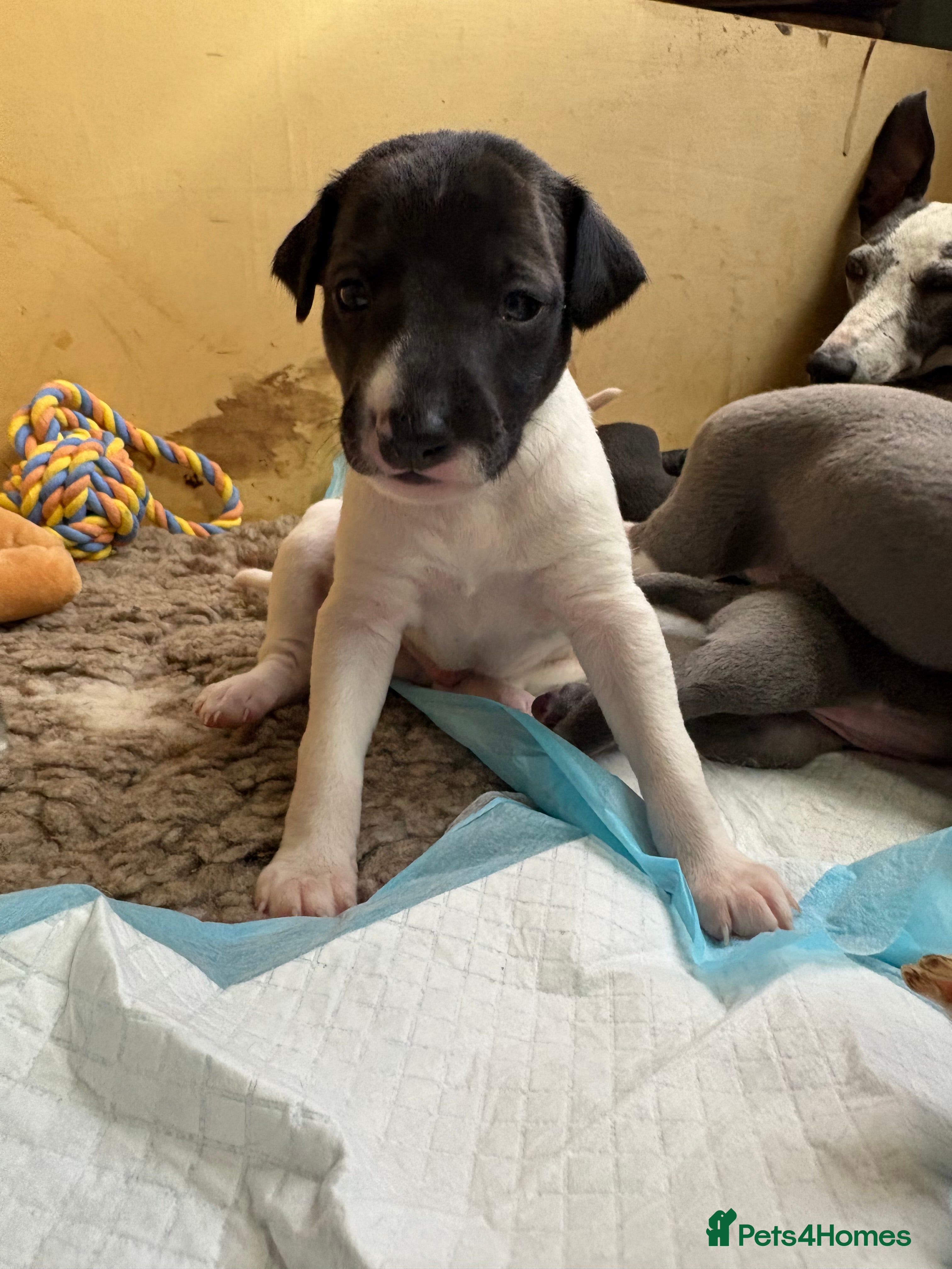 Mixed Breed dogs Whippet cross Italian greyhound - Advert 2