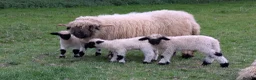 Sheep livestock for sale: Swiss Valais cuddly sheep in Lymington - Advert 4