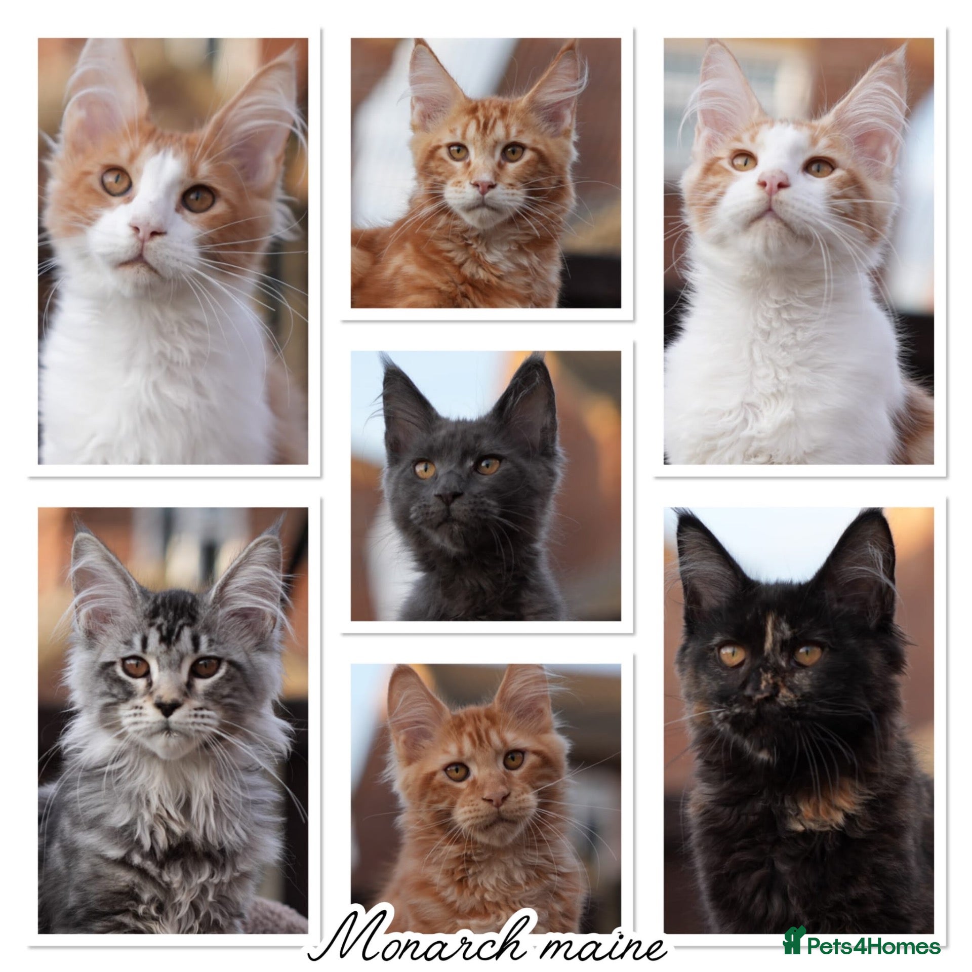 Maine Coon cats XL Pedigree Maine coon kittens - Advert 1