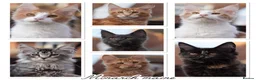 Maine Coon cats for sale: XL Pedigree Maine coon kittens - Advert 1