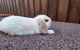 Mini Lop rabbits for sale: Beautiful Mini Lops - Image 3