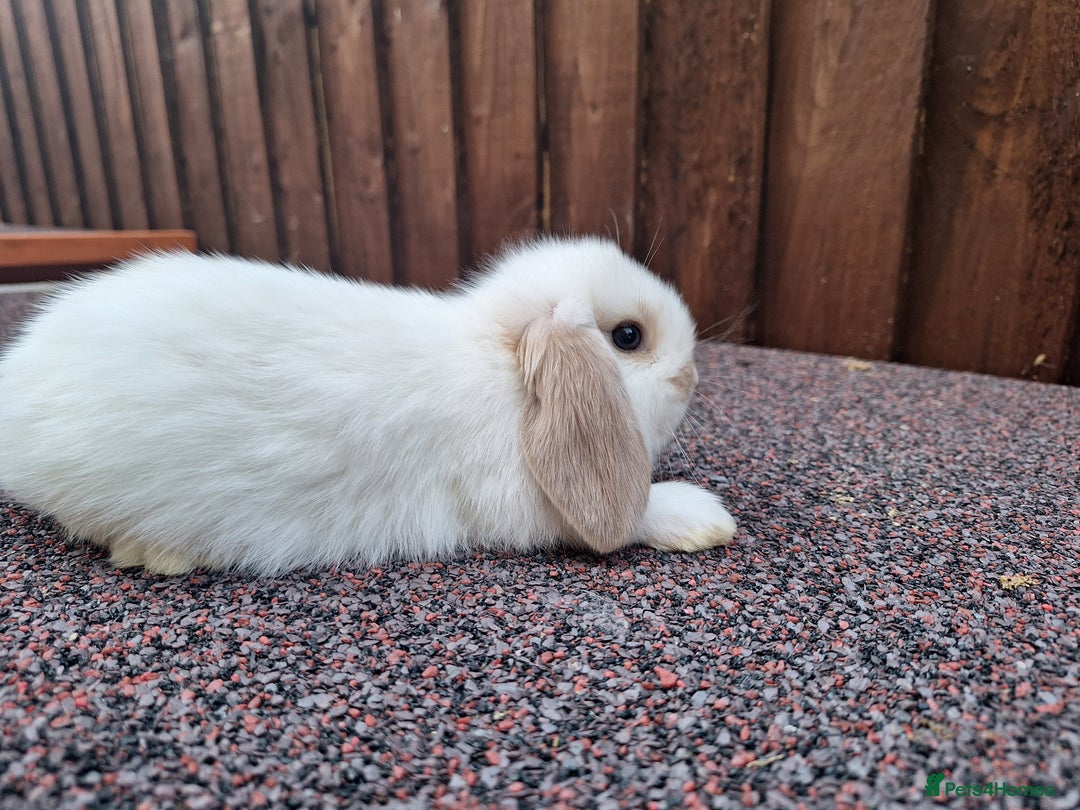 Mini Lop rabbits for sale: Beautiful Mini Lops - Image 3