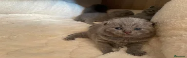 British Shorthair 3