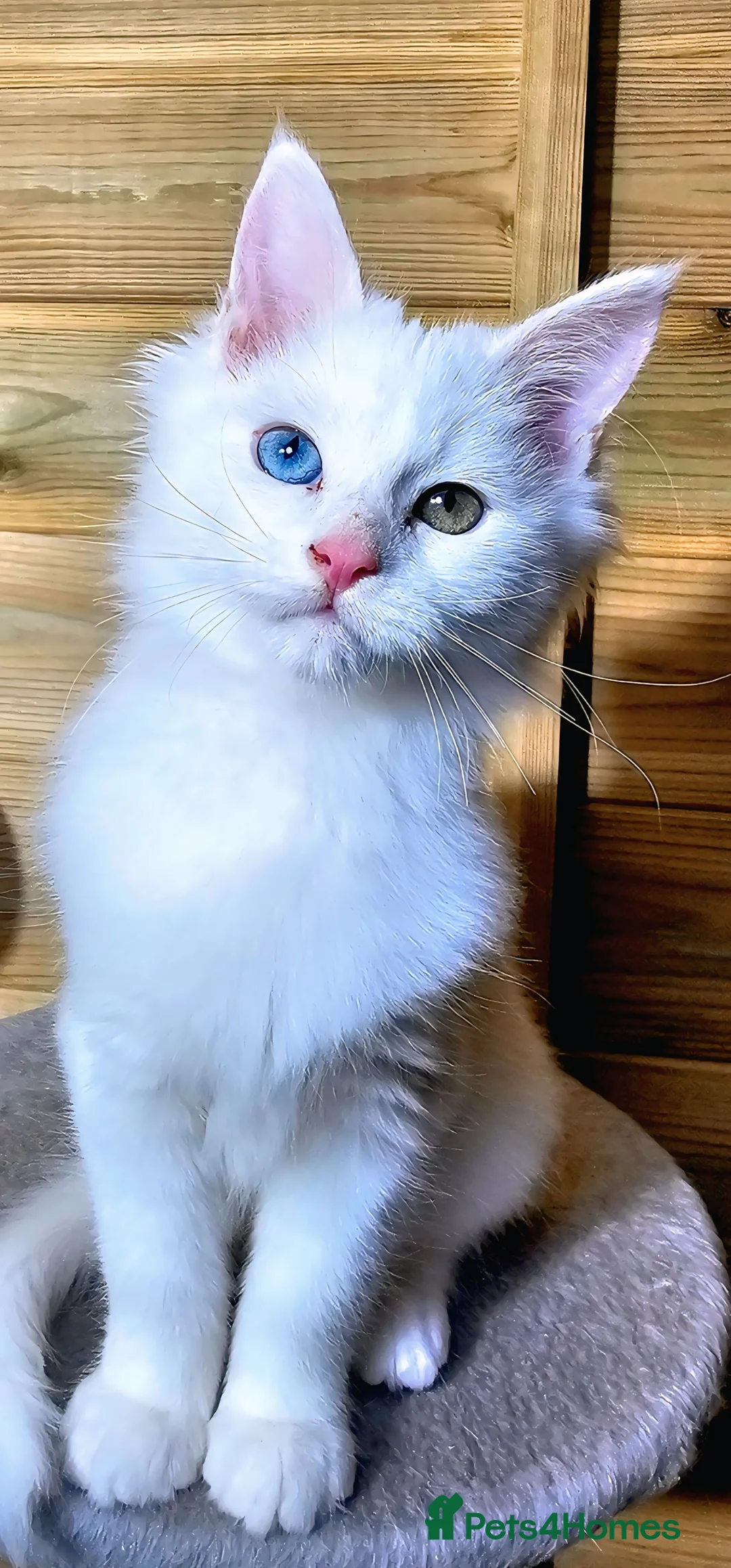 Maine Coon cats for sale: Maine coon  - Advert 5