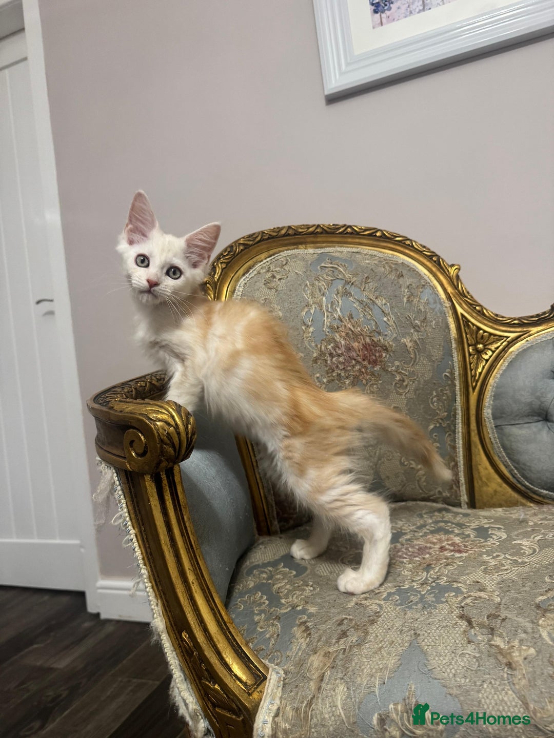 Maine Coon cats for sale: Maine Coon Kittens 🏆 20+ gen 🧬 pedigree 🎄🎄🎄 - Advert 4