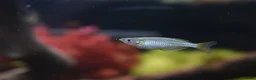 Rainbow Fish fish for sale: Neon Dwarf Rainbows  - Advert 5