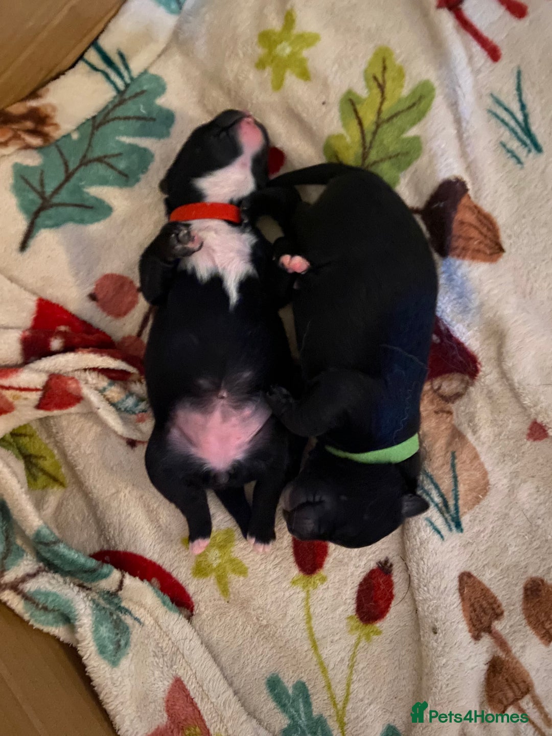 Mixed Breed dogs for sale: Staffy X puppies - Advert 5