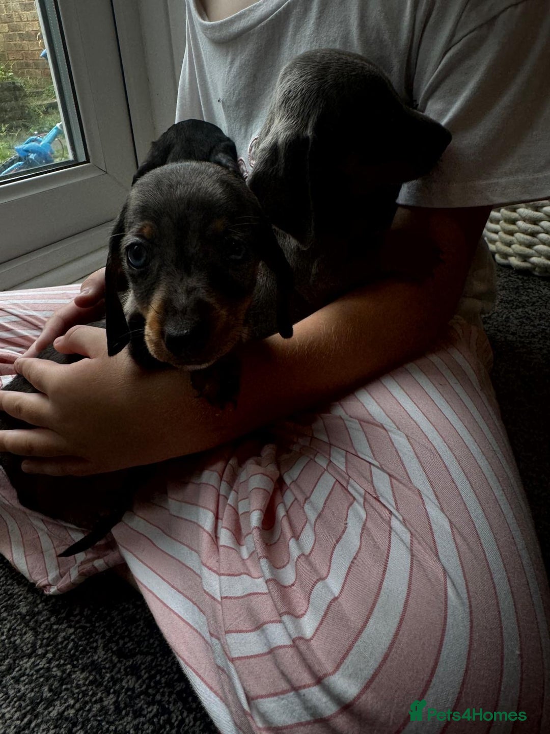 Dachshund dogs for sale: Miniature dachshunds ready now 💗 - Image 27