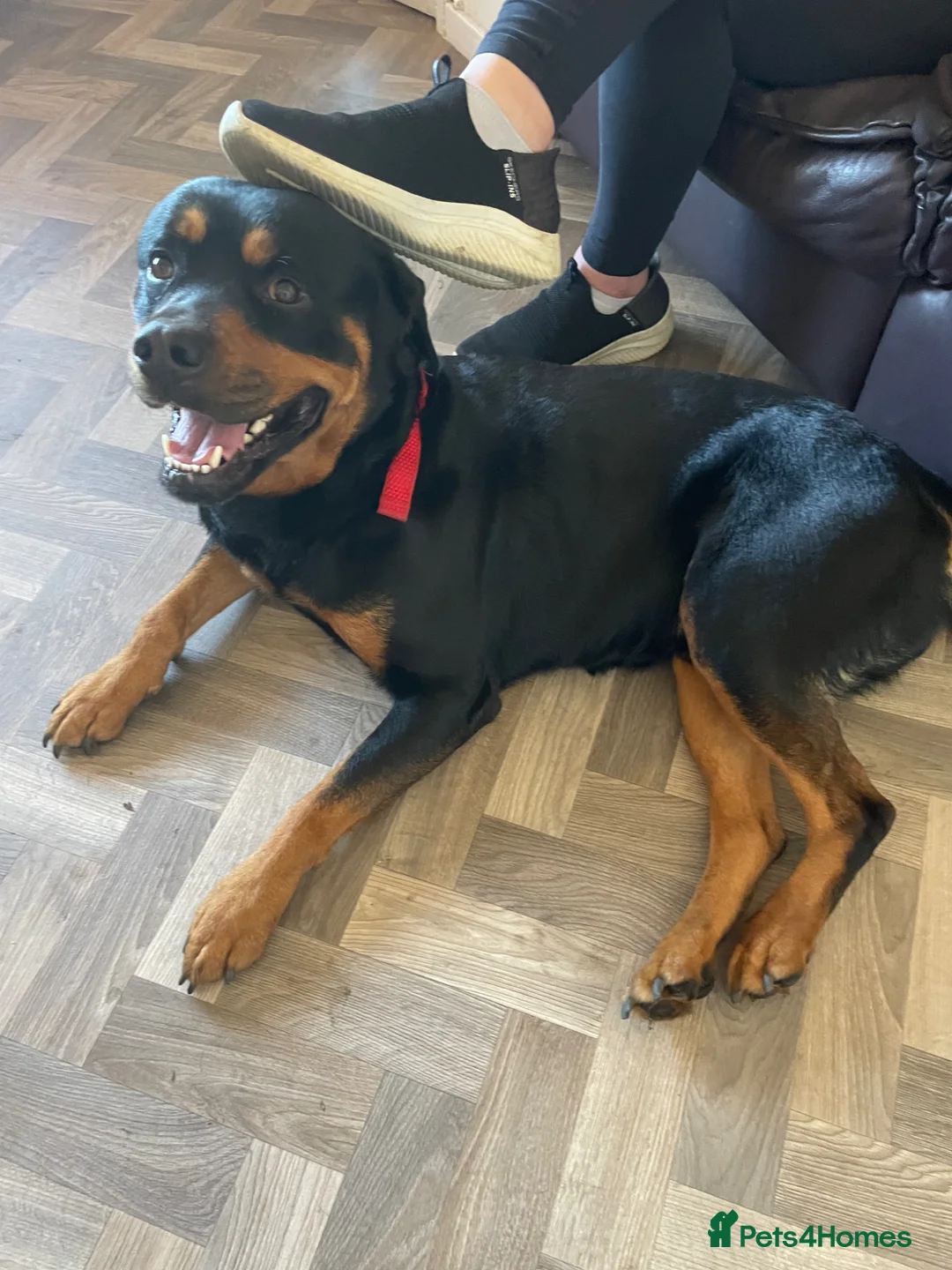 Rottweiler dogs for sale: Rottweiler Male - Advert 2