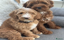 Australian Labradoodle dogs for sale: Australian Labradoodles RED&WHITE - Waiting list  - Image 18