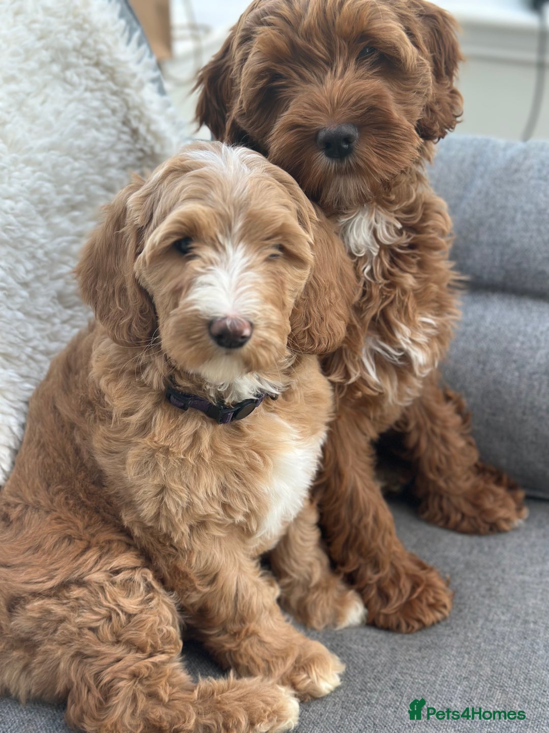 Australian Labradoodle dogs for sale: Australian Labradoodles RED&WHITE - Waiting list  - Image 18