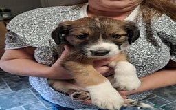 Sprollie dogs for sale: Springer spaniel Sprollie pups - Image 3