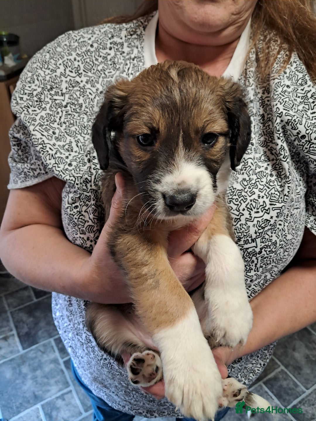 Sprollie dogs for sale: Springer spaniel Sprollie pups - Image 3