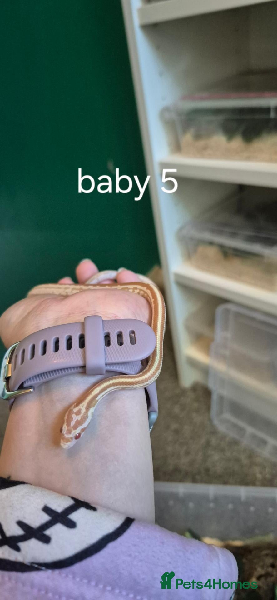 Corn Snake reptiles  REDUCED PRICE Baby corn snakes - Advert 2