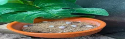 Gecko reptiles for sale: Mourning gecko enclosure and sand gecko enclosure  - Advert 20