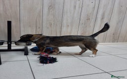 Mixed Breed dogs for adoption: 💖🐶 SHERRIE 🐶💖 - Image 6