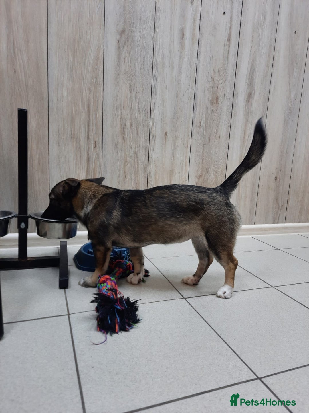 Mixed Breed dogs for adoption: 💖🐶 SHERRIE 🐶💖 - Image 6